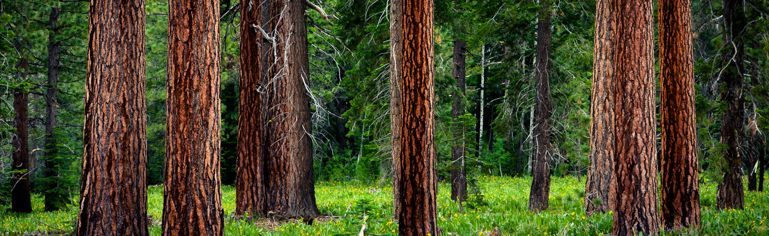 Pine Panoramic