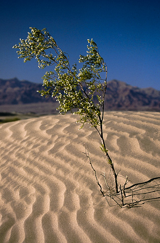 desert tree sharp