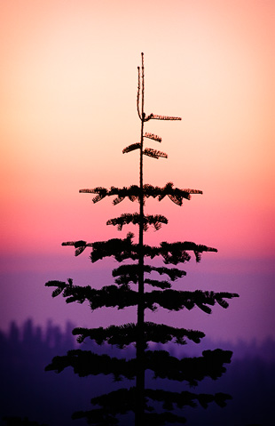 pine11x14